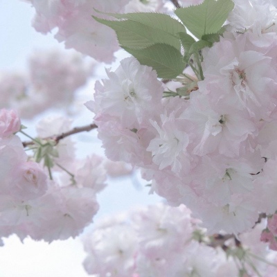 Furry二次元壁纸分享兽圈社群